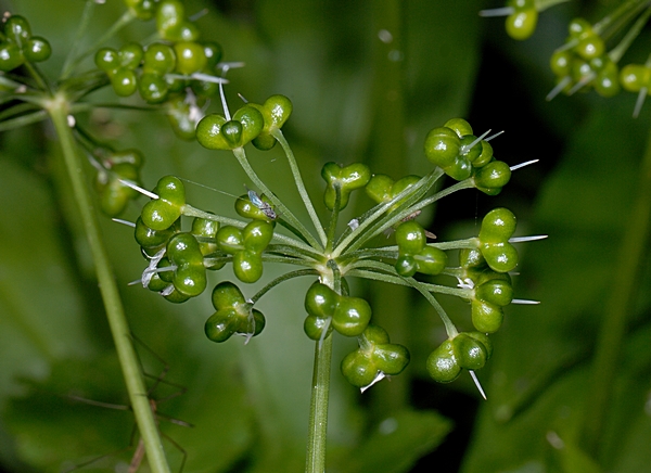 Bärlauch, Allium ursinum, Samenanlage.