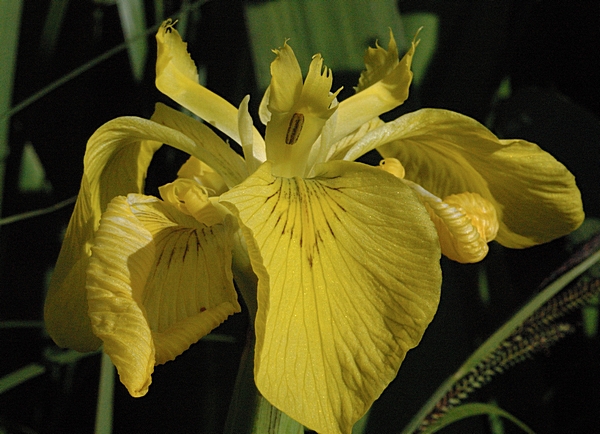 Gelbe Schwertlilie, Iris pseudacorus.