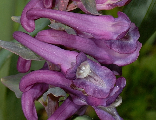 Hohler Lerchensporn, Corydalis bulbosa.