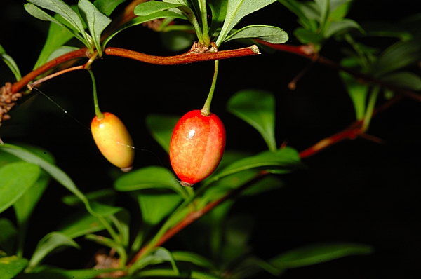 Sauerdorn, Berberitze, Berberis vulgaris.