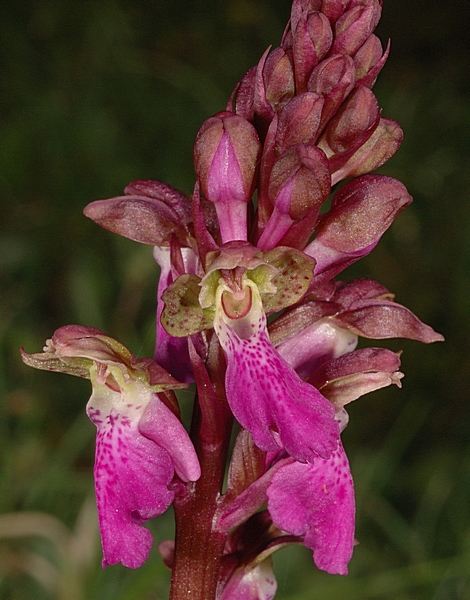Spitzels Knabenkraut, Orchis spitzelii.
