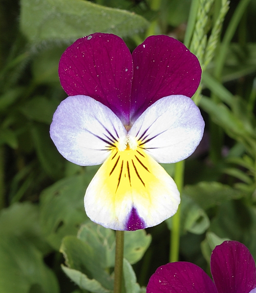 Wilde Stiefmütterchen, Viola tricolor.