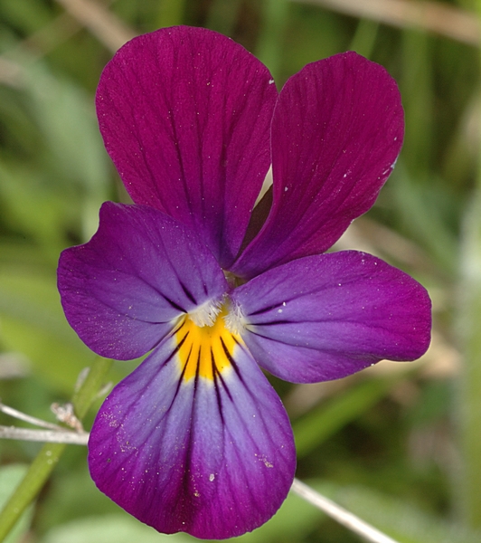 Wilde Stiefmütterchen, Viola tricolor.