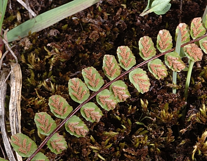 Braunstielige Streifenfarn, Asplenium trichomanes, Unterseite.