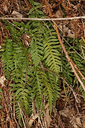 Gewöhnlicher Tüpfelfarn, Polypodium vulgare.
