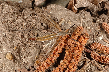 Kohlschnake, Tipula oleracea, Weibchen.