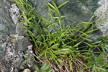 Nördliche Streifenfarn, Asplenium septentrionale x Mauerraute, Asplenium ruta-muraria.