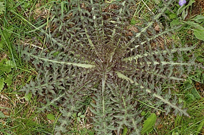 Stängellose Kratzdistel, Cirsium acaula.