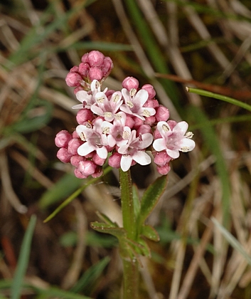 Sumpfbaldrian, Valeriana dioica, männliche Blütenköpfe.