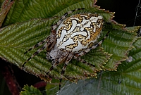 Eichblatt-Radspinne, Aculepeira ceropegia, Weibchen.