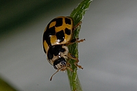 Schwarzgefleckter Marienkäfer Propylea quatuordecimpunctata.
