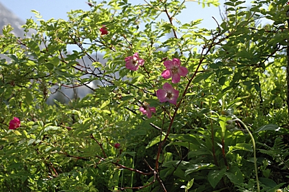 Alpenheckenrose, Rosa pendulina.