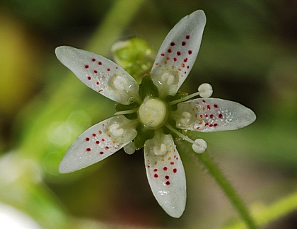 Rundblättriger Steinbrech, Saxifraga rotundifolia.