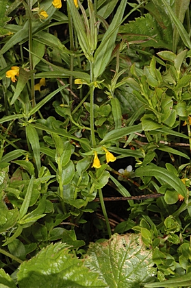 Wald-Wachtelweizen, Melampyrum sylvaticum.
