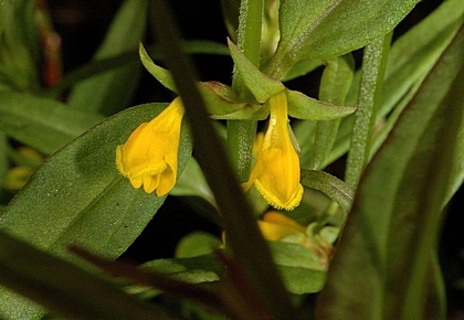 Wald-Wachtelweizen, Melampyrum sylvaticum.