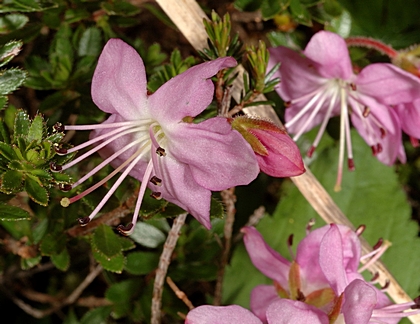 Zwerg-Alpenrose, Rhodothamnus chamaecistus.