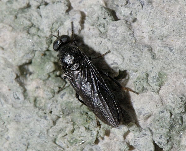 Fensterfliege, Scenopinus sp., Weibchen.