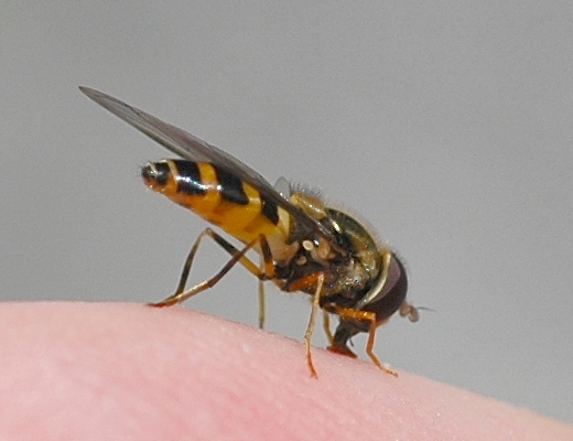 Nadelwald-Blattlausschwebfliege, Parasyrphus annulatus.