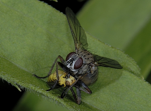 Räuberische Fliege, Coenosia tigrina, Weibchen, mit Beute.