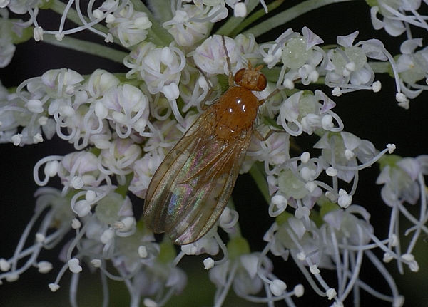 Faulfliege, Meiosimyza rorida.