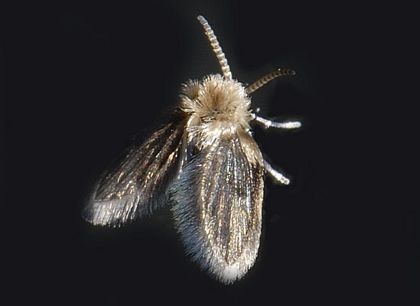 Schmetterlingsmücke, Pericoma-Ulomyia sp.