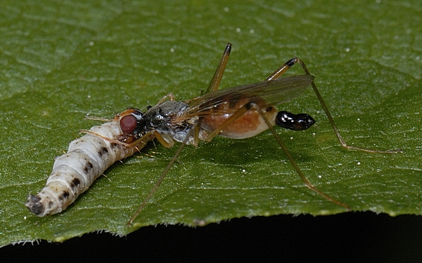 Stelzenfliege, Micropezidae sp. (cf. Neria cibaria) mit Beute.