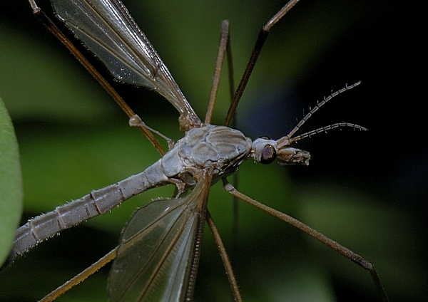 Kohlschnake, Tipula oleracea.