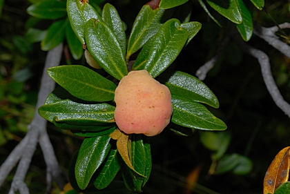 Alpenrosen-Apfel, Exobasidium rhododendrim.