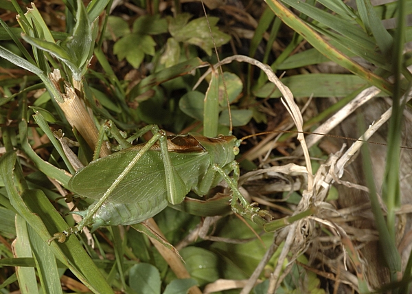 Zwitscherschrecke, Tettigonia cantans, Männchen.