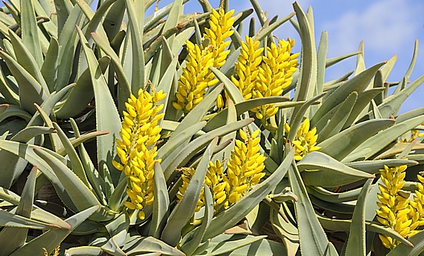 Köcherbaum, Aloe dichotoma.
