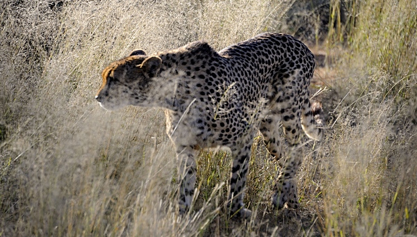 Leopard, Panthera pardus, im Hammerstein-Gelände.