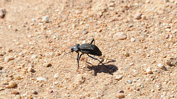 Nebeltrinker-Käfer, Onymacris sp.