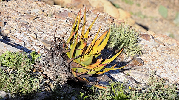 Aloe microstigma, am Rande des Fischfluss Canyons.