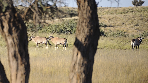 Oryxantilopen in der Kalahari.