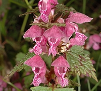 Rosa Taubnessel, Lamium purpureum var. rosa.