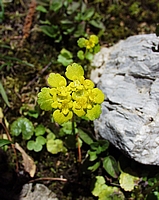 Wechselblättriges Milzkraut, Chrysosplenium alternifolium.