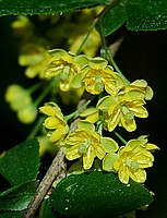 Berberitze, Berberis vulgaris.