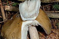 Grauhäutiger Scheidenstreifling, Amanita submembranacea.