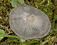 Scheibchentintling, Coprinus plicatilis, Hutoberseite.