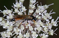 Ichneumonidae sp.