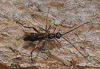 Ichneumonidae sp., Männchen.