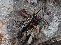 Ichneumonidae sp., Männchen, Weibchen.