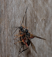 Ichneumonidae sp., Männchen, Weibchen mit verborgenem Legebohrer.