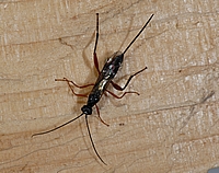 Ichneumonidae sp., Weibchen.
