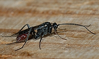 Ichneumonidea spp., Weibchen.